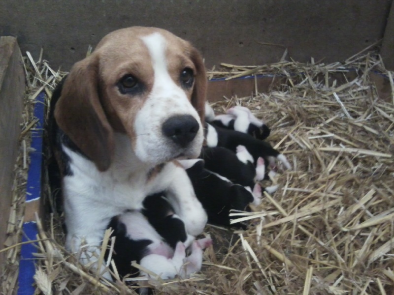 des pres de la Sevre - Beagle - Portée née le 10/08/2011