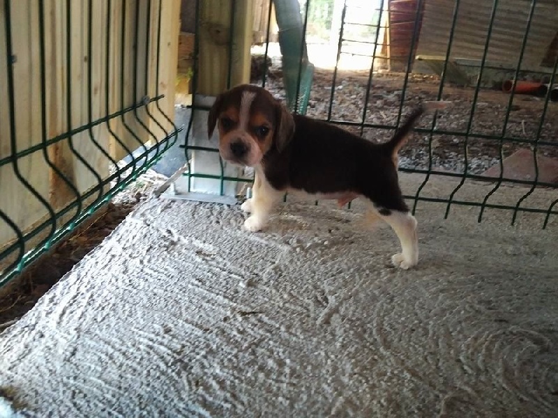 des pres de la Sevre - Beagle - Portée née le 07/07/2016