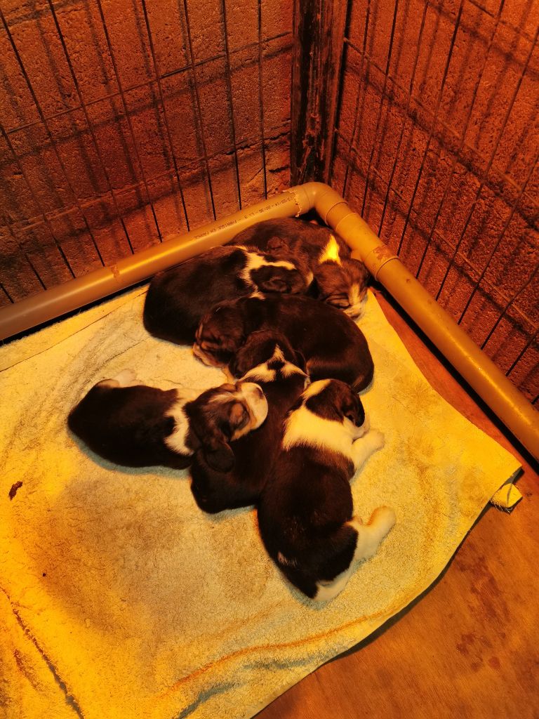 Chiot Beagle des pres de la Sevre