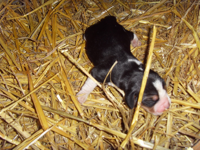 des pres de la Sevre - Beagle - Portée née le 26/05/2010