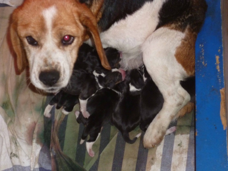 des pres de la Sevre - Beagle - Portée née le 03/02/2014