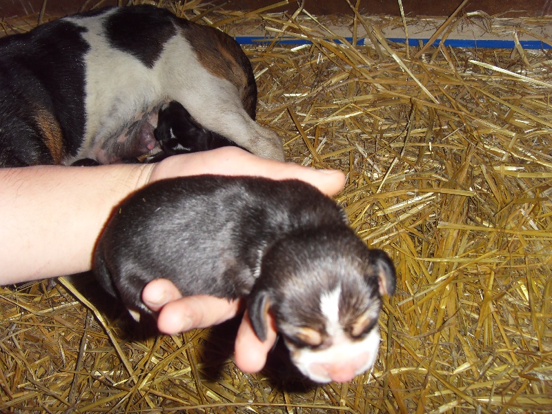 des pres de la Sevre - Beagle - Portée née le 26/05/2010