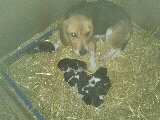 des pres de la Sevre - Beagle - Portée née le 11/12/2012