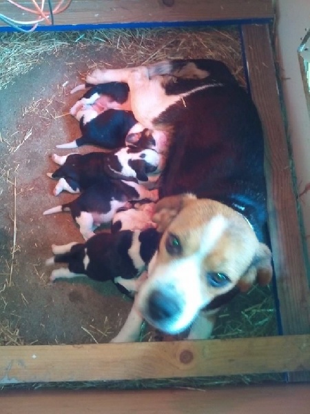 des pres de la Sevre - Beagle - Portée née le 27/04/2015