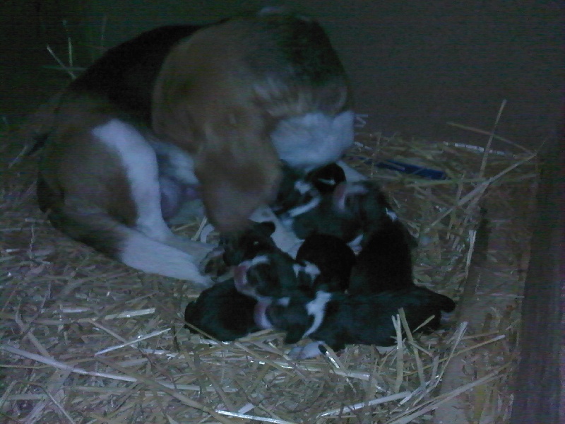 des pres de la Sevre - Beagle - Portée née le 30/10/2009